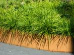 Carex Morowii "irish green"/ Japanse Zegge, Tuin en Terras, Planten | Tuinplanten, Halfschaduw, Zomer, Vaste plant, Bodembedekkers