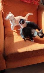 Lieve speelse kittens zoeken een per direct een goed thuis!!, Dieren en Toebehoren, Katten en Kittens | Overige Katten, Meerdere dieren