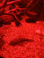 Ancistrus borstelneus, Dieren en Toebehoren, Vis, Zoetwatervis