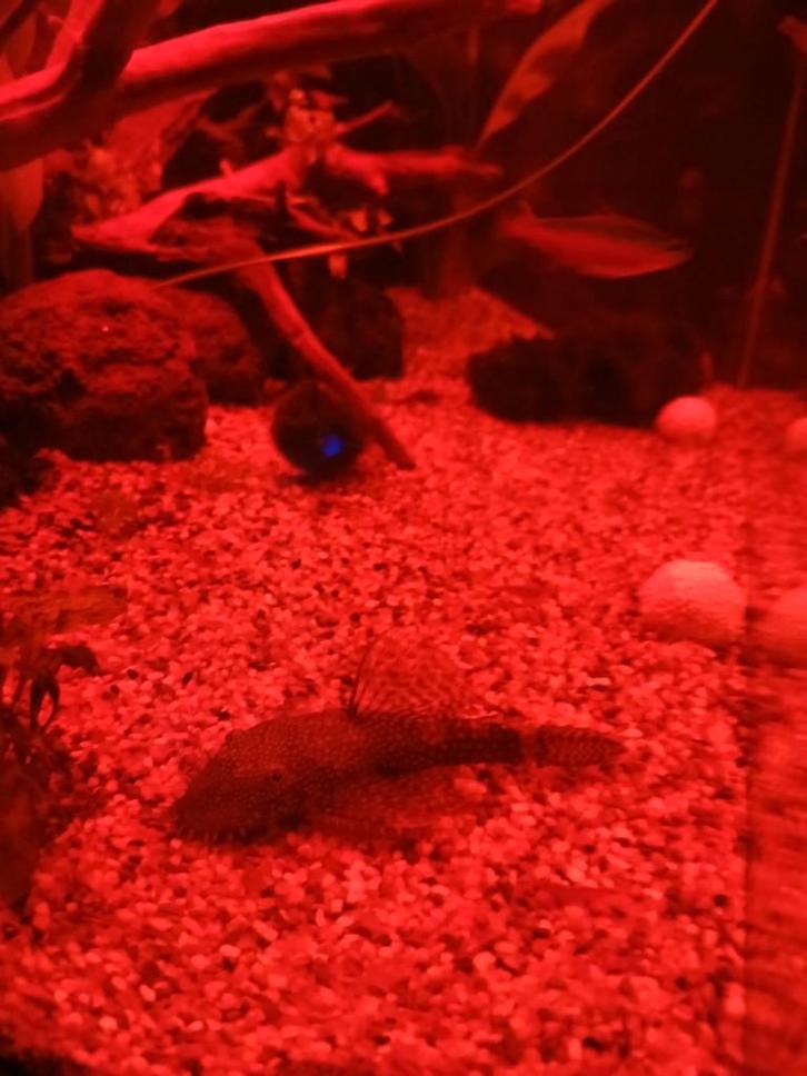 Ancistrus borstelneus, Dieren en Toebehoren, Vissen | Aquariumvissen, Zoetwatervis, Vis