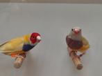 Koppels gouldamadines, Dieren en Toebehoren, Vogels | Overige Vogels, Meerdere dieren, Geringd