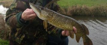 Magnum Dragon Tail snoekstreamers met een enkele staart beschikbaar voor biedingen