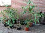 Japanse bamboe: goedkope kleine exemplaren v.a. 3 voor €10.-, Tuin en Terras, Ophalen, Vaste plant, Siergrassen, Bloeit niet