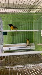 Wevers koooel 2014, Dieren en Toebehoren, Meerdere dieren, Tropenvogel