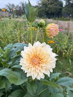 Diverse soorten dahlia knollen, Tuin en Terras, Bloembollen en Zaden, Ophalen of Verzenden, Volle zon, Knol