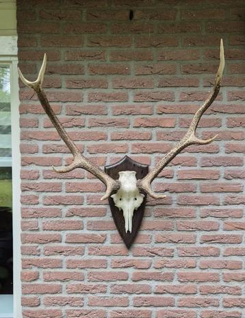 Mooi Edelhert Gewei Jacht Trofee Mancave Jacht Hut d51 beschikbaar voor biedingen