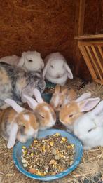 Schattige 7 weken oude Minilop x NL Hangoor konijntjes, Meerdere dieren, Hangoor