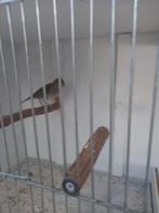 3leuke kanarie's te koop!!!, Dieren en Toebehoren, Vogels | Overige Vogels, Meerdere dieren
