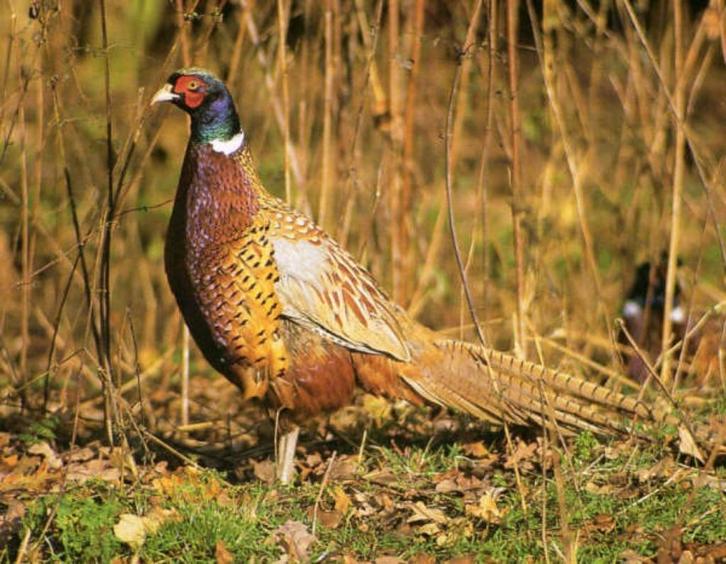 Verschillende soorten fazanten | deskundig advies, Dieren en Toebehoren, Pluimvee, Overige soorten, Meerdere dieren