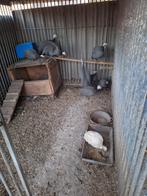 parelhoendes, Dieren en Toebehoren, Pluimvee, Meerdere dieren, Overige soorten