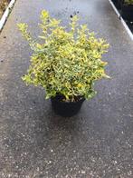 Euonymus Emerald Gold (goudbonte kardinaalsmuts) potkweek, Tuin en Terras, Ophalen, Overige soorten, Halfschaduw