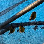 Zwartkopsijs man 2025, Mannelijk