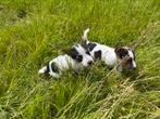 Jackrussell pups jackrussel ruwharig pups, Dieren en Toebehoren, Honden | Jack Russells en Terriërs, Jack Russell Terriër, 8 tot 15 weken