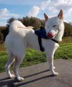 Mylo ,Shiba inu 6 jaar zoekt mandje zonder andere honden, Dieren en Toebehoren, 6 jaar of ouder, Eén hond, Nederland, Particulier
