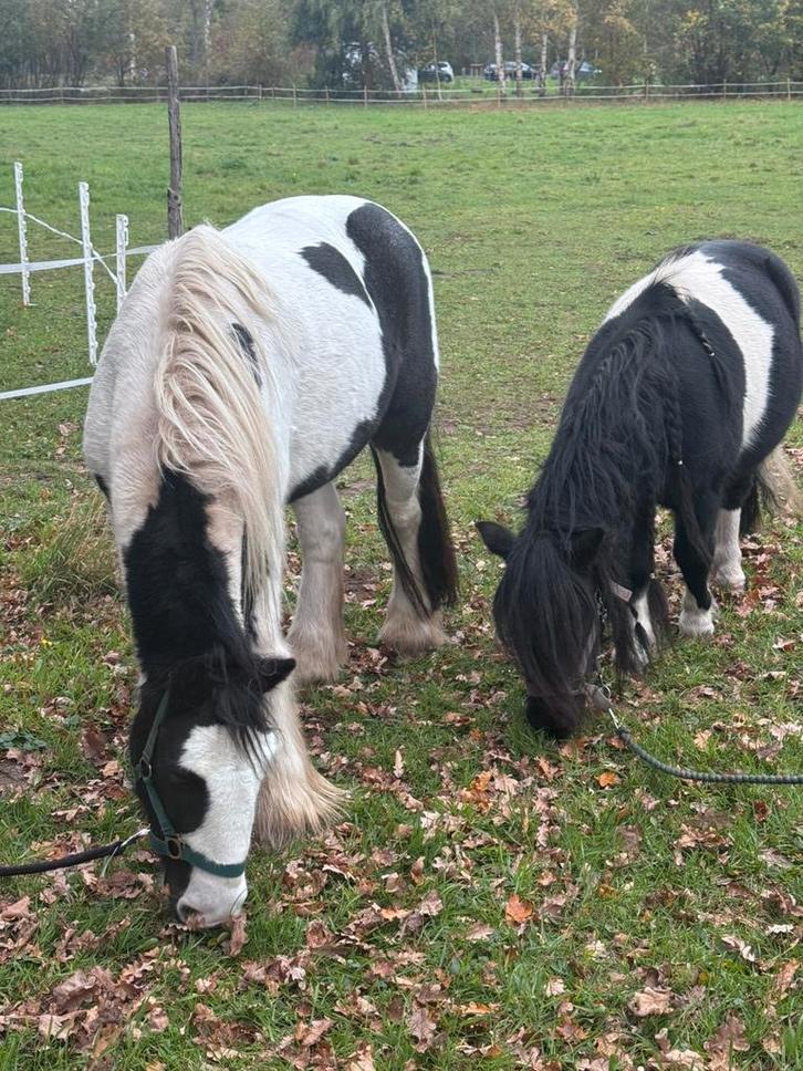 verzorger(s) gezocht soest, Dieren en Toebehoren, Stalling en Weidegang