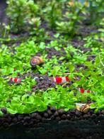 Crystal Red garnalen voor aquarium te koop, Dieren en Toebehoren, Vissen | Aquariumvissen