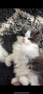 Gereserveerd, Dieren en Toebehoren, Meerdere dieren