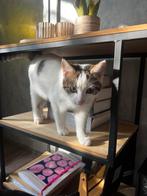 Nog 3 lieve speelse kittens aangeboden, Dieren en Toebehoren, Katten en Kittens | Overige Katten, Meerdere dieren, Kortharig, 0 tot 2 jaar