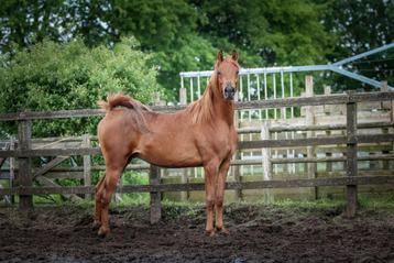 Grote Arabisch volbloed hengst, 2 jaar beschikbaar voor biedingen