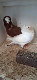 Te koop sierduiven Oudhollands kapucijnen duiven, Overige soorten