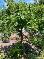 Mooie Appelboom. Moet zsm weg!, Tuin en Terras, Planten | Fruitbomen, Ophalen of Verzenden, 100 tot 250 cm, Appelboom, Lente