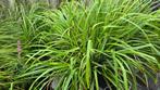 waterplanten, Tuin en Terras, Ophalen, Gebruikt