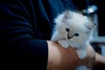 Ragdoll kitten poes met stamboom, Meerdere dieren, Met stamboom