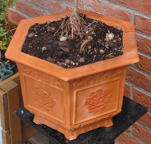 bloempot 5 hoekig Pioenroos, Tuin en Terras, Bloembakken en Plantenbakken, Nieuw, Minder dan 30 cm, Minder dan 60 cm, Rond, Ophalen of Verzenden