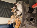 4 leuke kittens tekoop, Dieren en Toebehoren, Katten en Kittens | Overige Katten, Meerdere dieren, Kortharig, 0 tot 2 jaar