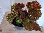 Mooie begonia, Ophalen, Overige soorten, Minder dan 100 cm