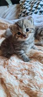 Raszuivere Britskorthaar Kittens, Dieren en Toebehoren, Katten en Kittens | Raskatten | Korthaar, Meerdere dieren, Ontwormd
