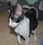 Cornish Rex kater (ex), Dieren en Toebehoren, Kater, Gechipt, 3 tot 5 jaar