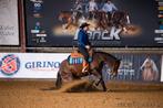 Quarterhorse merrie, 6 jaar, 6 panel n/n, Dieren en Toebehoren, Merrie, Recreatiepaard