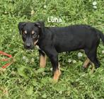 Luna zoekt baasje, Dieren en Toebehoren, Honden | Niet-rashonden, Particulier, Rabiës (hondsdolheid), 15 weken tot 1 jaar, Buitenland
