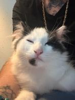 Katertje kruising maincoon / siamees 8 weken, Meerdere dieren