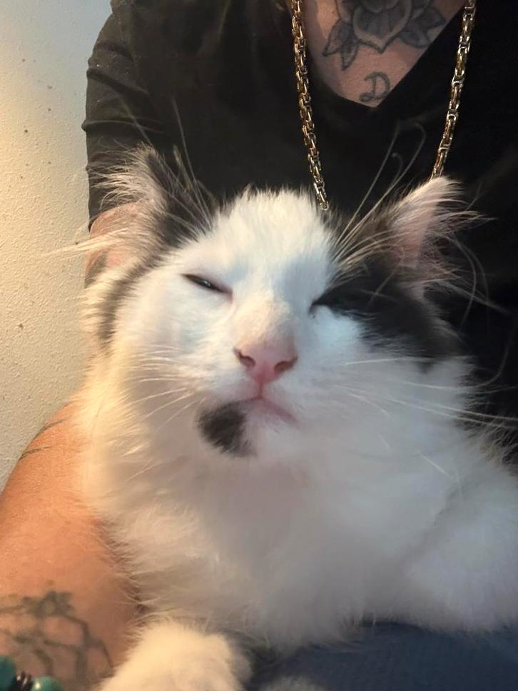 Katertje kruising maincoon / siamees 8 weken, Dieren en Toebehoren, Katten en Kittens | Overige Katten, Meerdere dieren