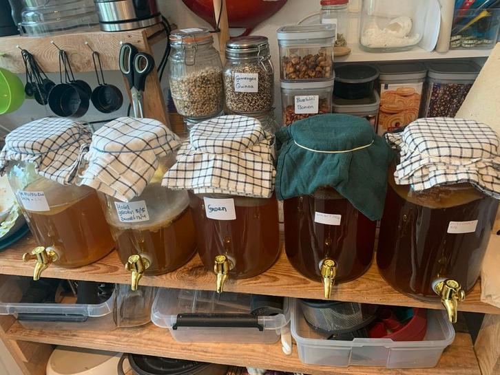 Kombucha, starter scoby, Diversen, Levensmiddelen, Ophalen