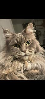 2 (huis) katten ter overname, Dieren en Toebehoren, Katten en Kittens | Raskatten | Korthaar, Meerdere dieren