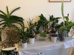 Vele orchideeën kamerplanten, Huis en Inrichting, Kamerplanten, Ophalen, Overige soorten, Minder dan 100 cm, Bloeiende kamerplant