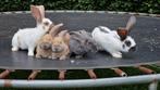 Lotharinger groot konijnen, Dieren en Toebehoren, Meerdere dieren, Groot, 0 tot 2 jaar