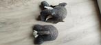 Olifant voor en achterkant voor aan de wand Kids Depot, Ophalen of Verzenden, Zo goed als nieuw, Wanddecoratie