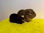 Cavia’s ter adoptie man, Cavia, Augustus, Mannelijk, Tam
