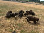 Mechelse herder pups X mechelse/tervuerense herder pups, Particulier, 8 tot 15 weken, Buitenland, Groot