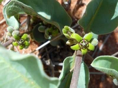 Caudex Raphionacme Velutina herkomst ZuiD Afrika pot 17cm, Huis en Inrichting, Kamerplanten, Overige soorten, Minder dan 100 cm