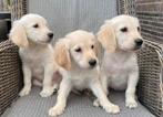 Prachtige GOLDEN RETRIEVER pups - reutjes, Nederland, Reu, 8 tot 15 weken, Meerdere