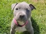 GEZOCHT Engelse Stafford Puppy voor redelijk bedrag, Dieren en Toebehoren, Honden | Niet-rashonden, Rabiës (hondsdolheid), 8 tot 15 weken