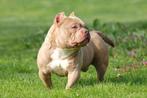 American bully  dek reuen, Dieren en Toebehoren, Honden | Dekreuen, Particulier, Rabiës (hondsdolheid), Meerdere, 3 tot 5 jaar