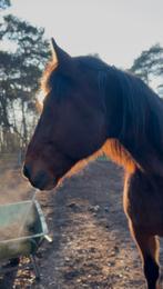 GEZOCHT: maatje voor lieve ruin, Dieren en Toebehoren, Stalling en Weidegang, Weidegang, 1 paard of pony