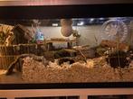 Luxe hamster terrarium met camera en alle toebehoren., Dieren en Toebehoren, Knaagdieren en Konijnen | Hokken en Kooien, Minder dan 60 cm
