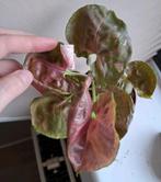 Syngonium Strawberry Ice Galaxy, Huis en Inrichting, Ophalen of Verzenden, Overige soorten, Minder dan 100 cm